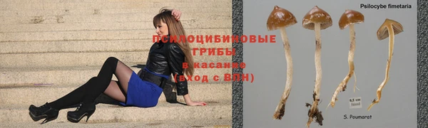 ПСИЛОЦИБИНОВЫЕ ГРИБЫ Армянск